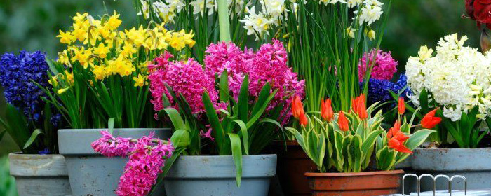 Магазин Flors.ru - красивые растения и букеты