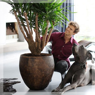 Озеленение помещений