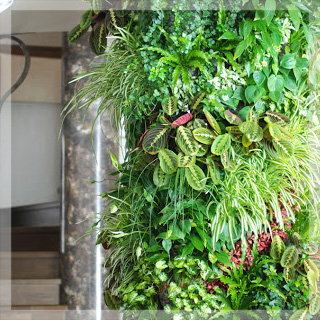 Вертикальное озеленение