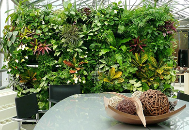 вертикальное озеленение