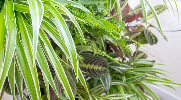 вертикальное озеленение