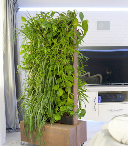 вертикальное озеленение