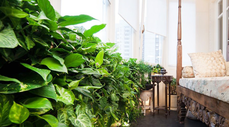 вертикальное озеленение