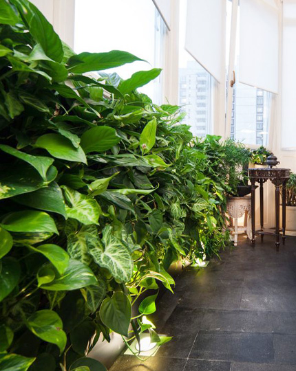 вертикальное озеленение