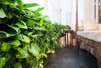 вертикальное озеленение