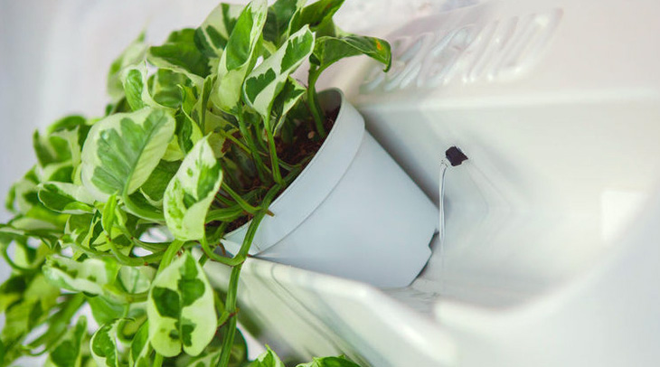 вертикальное озеленение