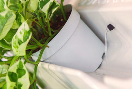 вертикальное озеленение