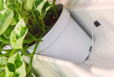 вертикальное озеленение