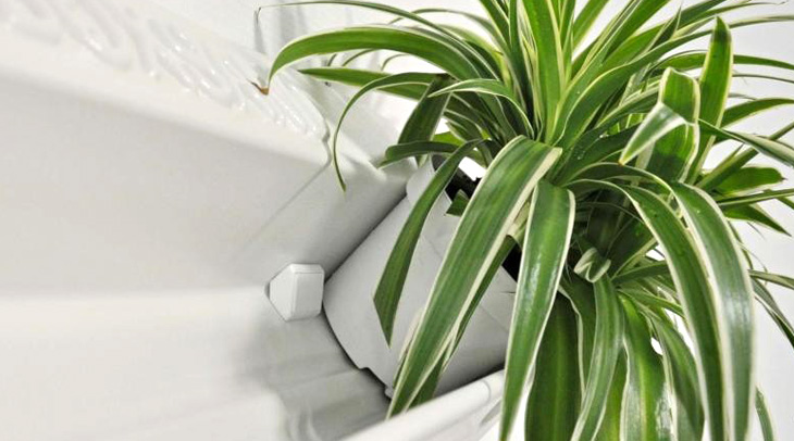 вертикальное озеленение