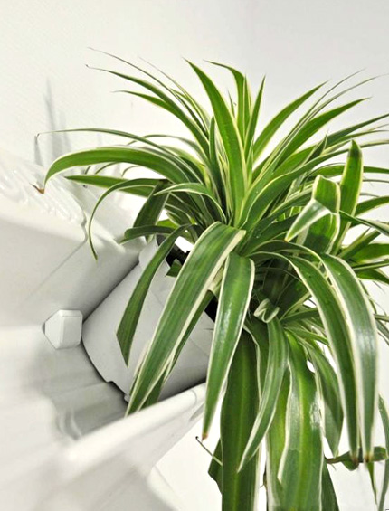 вертикальное озеленение