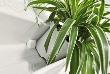 вертикальное озеленение