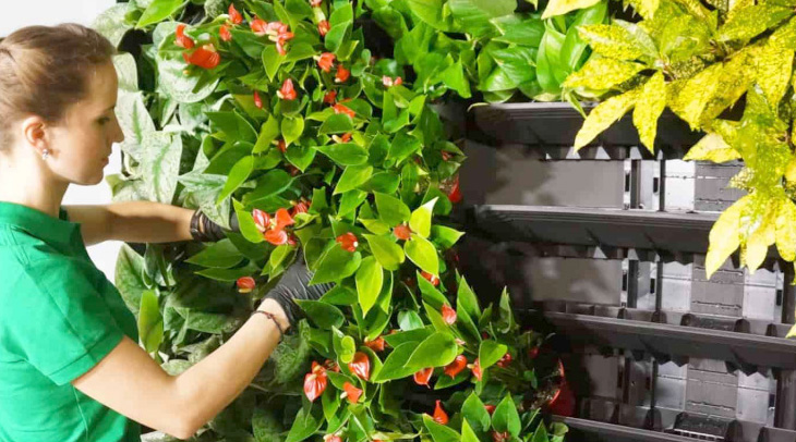 вертикальное озеленение