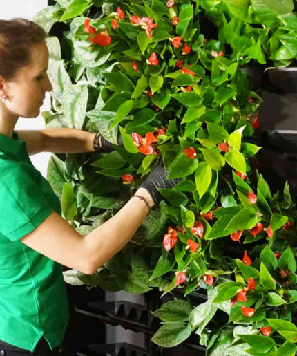 вертикальное озеленение