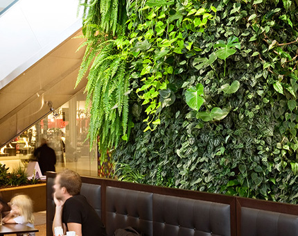 вертикальное озеленение