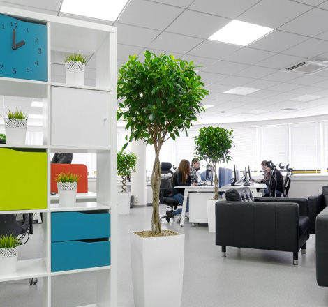 Растения для офиса