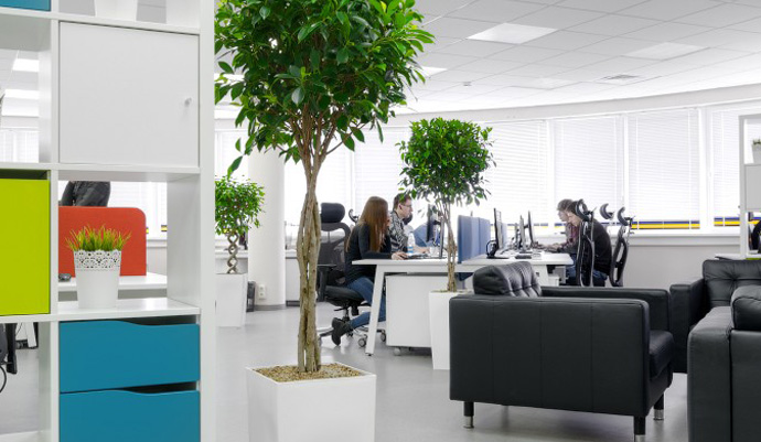 Растения для офиса