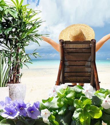 Гостиница для растений