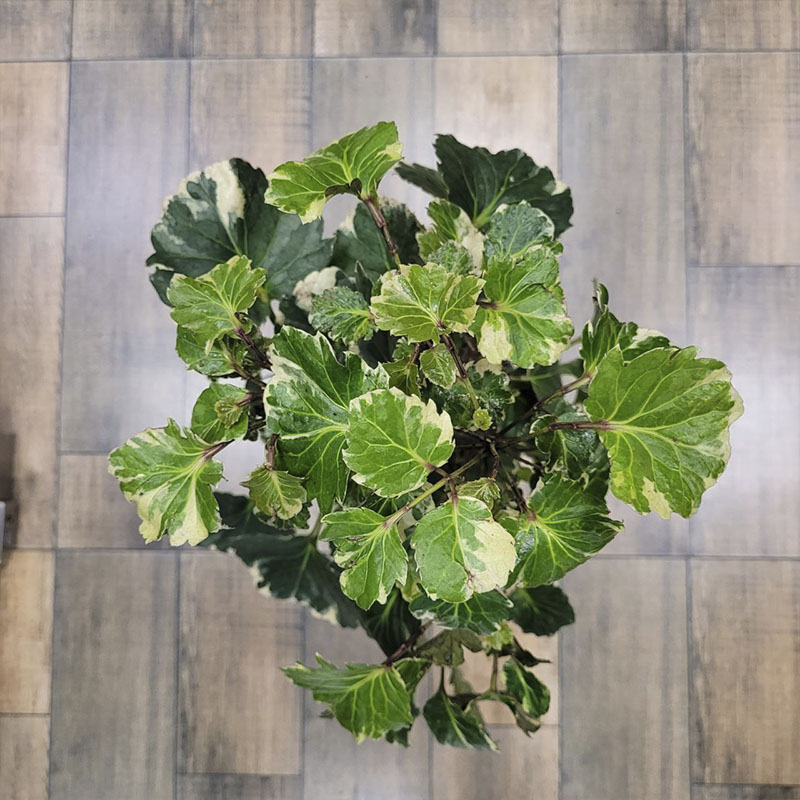 Крупномеры (от 70см)