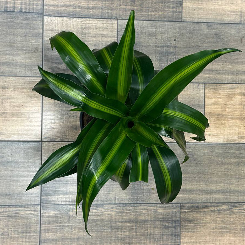 Пальмы и драцены