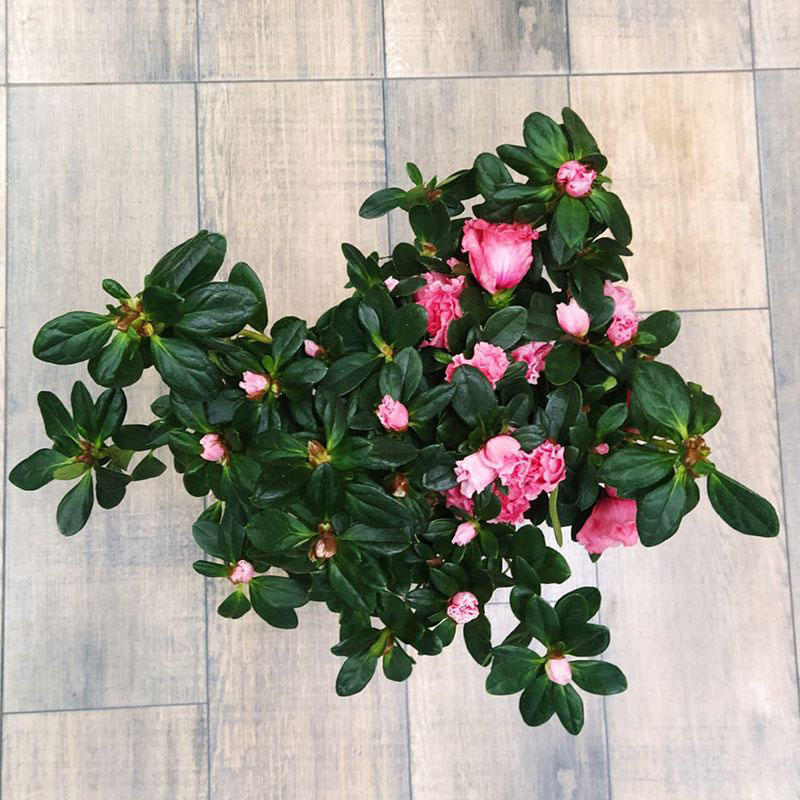 Цветущие и плодоносящие