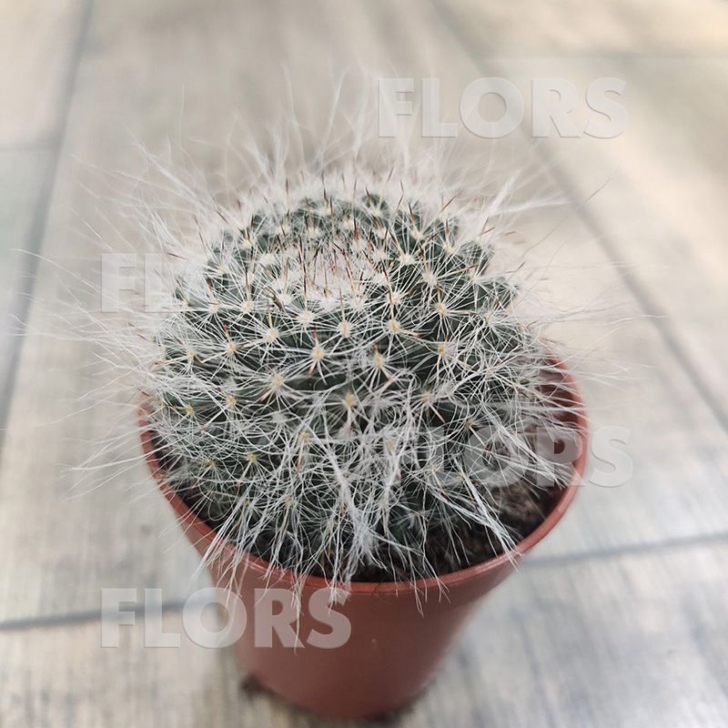 Кактусы и суккуленты