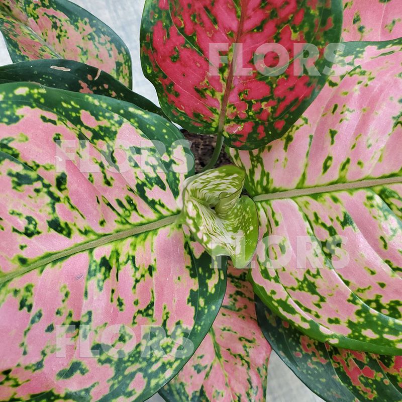 Лиственные