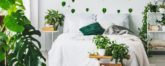 Комнатные растения в спальне